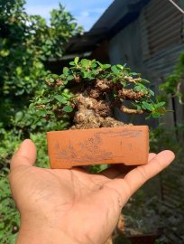 Antidesma acidum mini tree