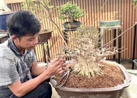 Vietnamese water jasmine bonsai tree