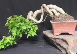 Bougainvillea tree in Chinese pot