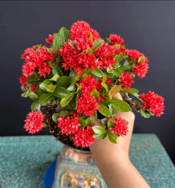 Lotus ixora