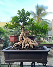 Orange jasmine tree