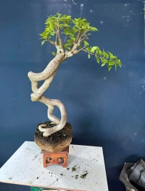 Bougainvillea tree 