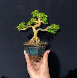 Premna mini tree