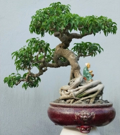 Ficus benjamina tree