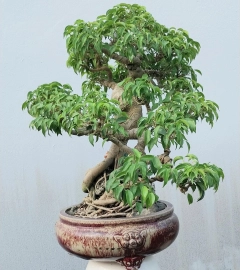 Ficus benjamina tree