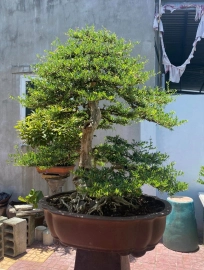 Vietnamese blue bell tree