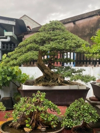 Mature Vietnamese blue bell tree