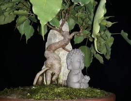 Bodhi tree overrock