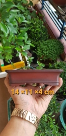 Bigei bonsai pot