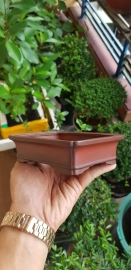 Bigei bonsai pot