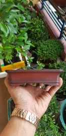 Bigei bonsai pot