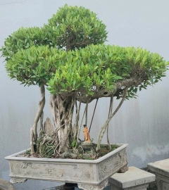 Ficus mature tree