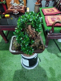 Japanese ficus tree overrock