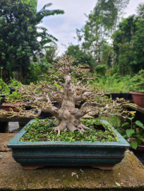 Sam hương