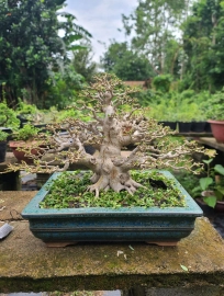 Premna tree