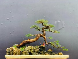 Casuarina equisetifolia mini scene