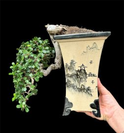 Scopolia nana tree in handmade sketch pot