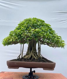 Ficus benjamina artwork