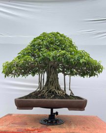 Ficus benjamina artwork