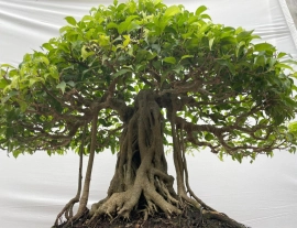 Ficus benjamina artwork