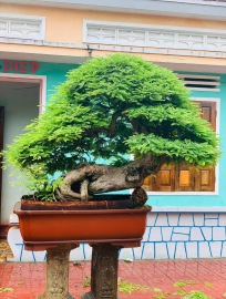 Tamarind bonsai tree