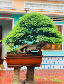 Tamarind bonsai tree