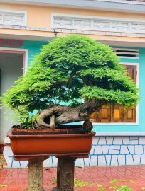 Tamarind bonsai tree