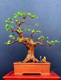 Guava bonsai tree 