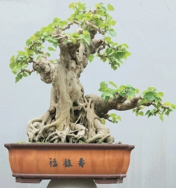 Bodhi tree