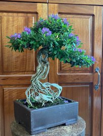 Vietnamese blue bell tree
