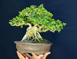 Antidesma acidum bonsai artwork