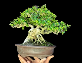 Antidesma acidum bonsai artwork