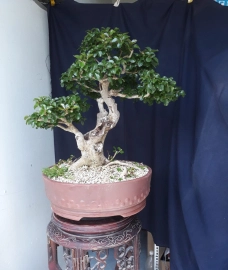 Em Hồng Quân bonsai...