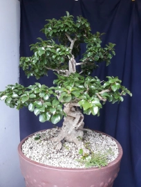 Flacourtia jangomas bonsai tree