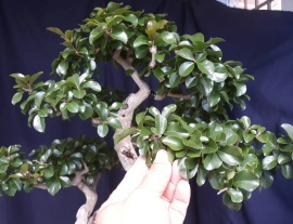 Flacourtia jangomas bonsai tree