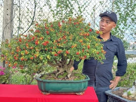 Scopolia nana tree full of fruits