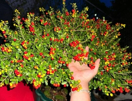 Scopolia nana tree full of fruits