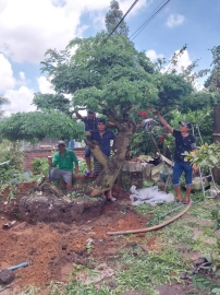 Tamarind tree