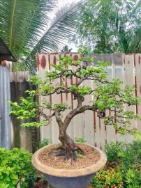 Star fruit tree