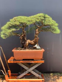 Casuarina equisetifolia bonsai tree