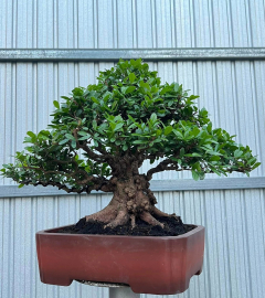 Scopolia nana bonsai tree