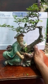 Tác phẩm kim quýt bonsai mini lâu năm