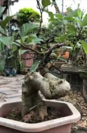 Tác phẩm sung già