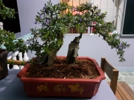 Linh sam 86 vườn cộng đồng Bonsai tại Khánh Hòa