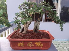 Linh sam 86 vườn cộng đồng Bonsai tại Khánh Hòa