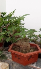 Sung bonsai 1