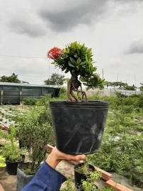 Trang đỏ chuẩn bonsai mini. Giá tham khảo chỉ vài trăm