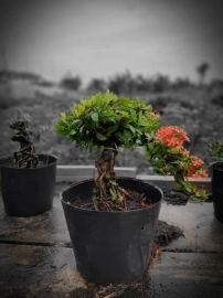 Trang đỏ chuẩn bonsai mini. Giá tham khảo chỉ vài trăm