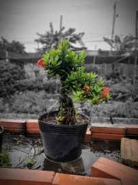 Trang đỏ chuẩn bonsai mini. Giá tham khảo chỉ vài trăm