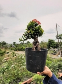 Trang đỏ chuẩn bonsai mini. Giá tham khảo chỉ vài trăm